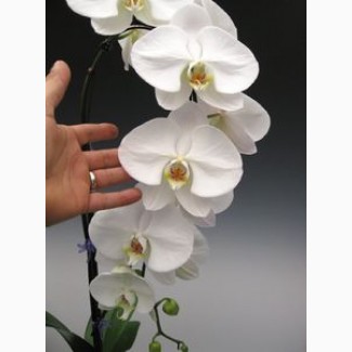 Фаленопсис (орхидея) гранди белая 1 ствол 15*110