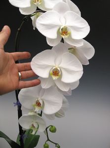 Фото 1/1. Фаленопсис (орхидея) гранди белая 1 ствол 15*110