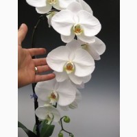 Фаленопсис (орхидея) гранди белая 1 ствол 15*110