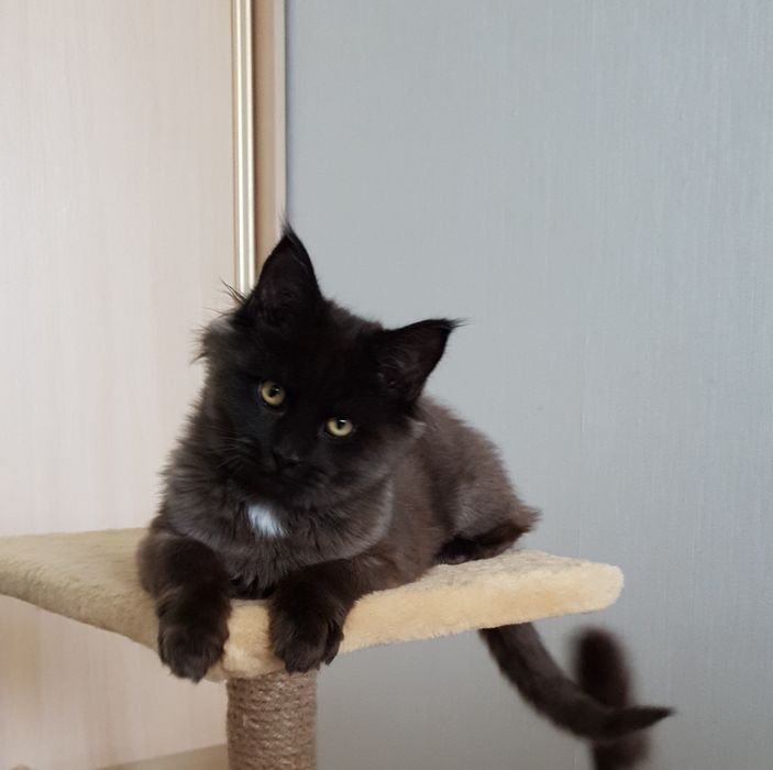 Фото 6. Черный котёнок Мейн-Кун с белым медальоном