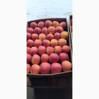 Продам яблука ПІНОВА
