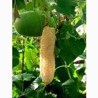 Продам насіння люфи ( огірок мочалка)