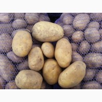 Молода картопля оптом, Вінницька область