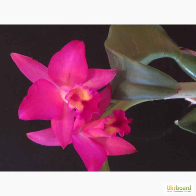 Фото 1/11. Орхидеи из домашней коллекции.