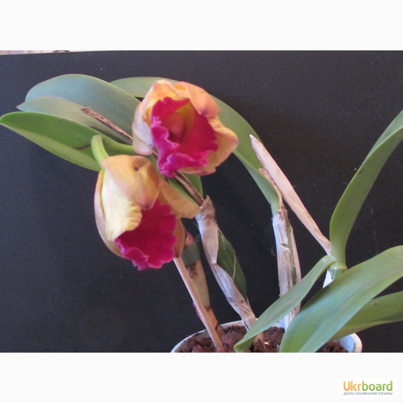 Фото 2/11. Орхидеи из домашней коллекции.