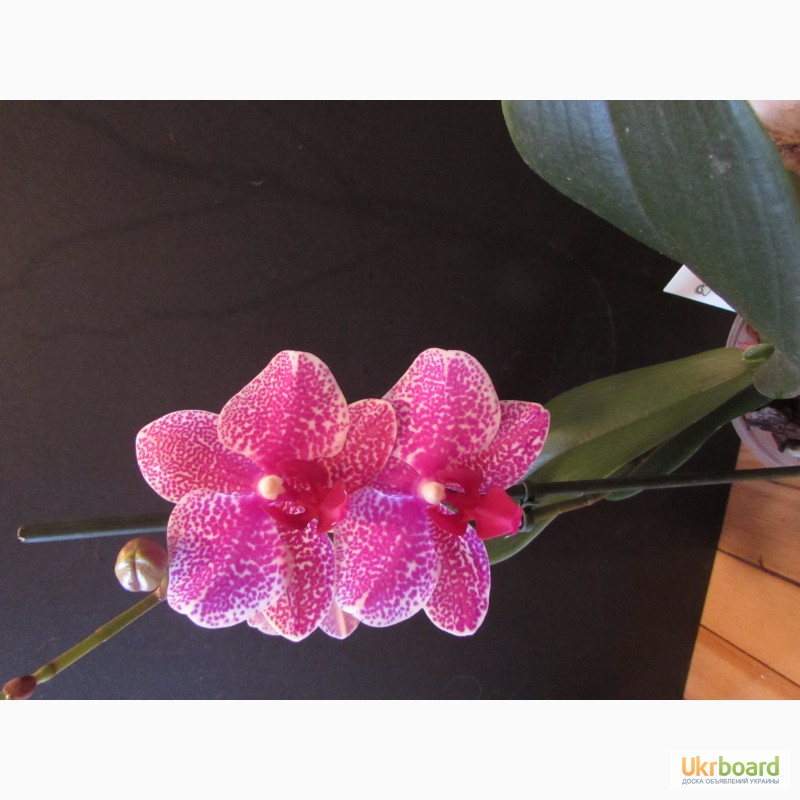 Фото 3. Орхидеи из домашней коллекции.