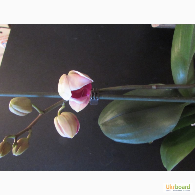Фото 4. Орхидеи из домашней коллекции.