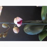 Орхидеи из домашней коллекции.