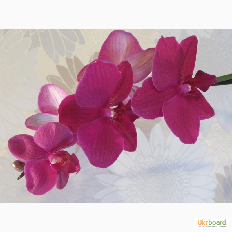 Фото 5. Орхидеи из домашней коллекции.