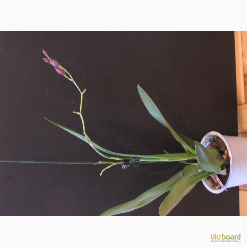 Фото 6. Орхидеи из домашней коллекции.