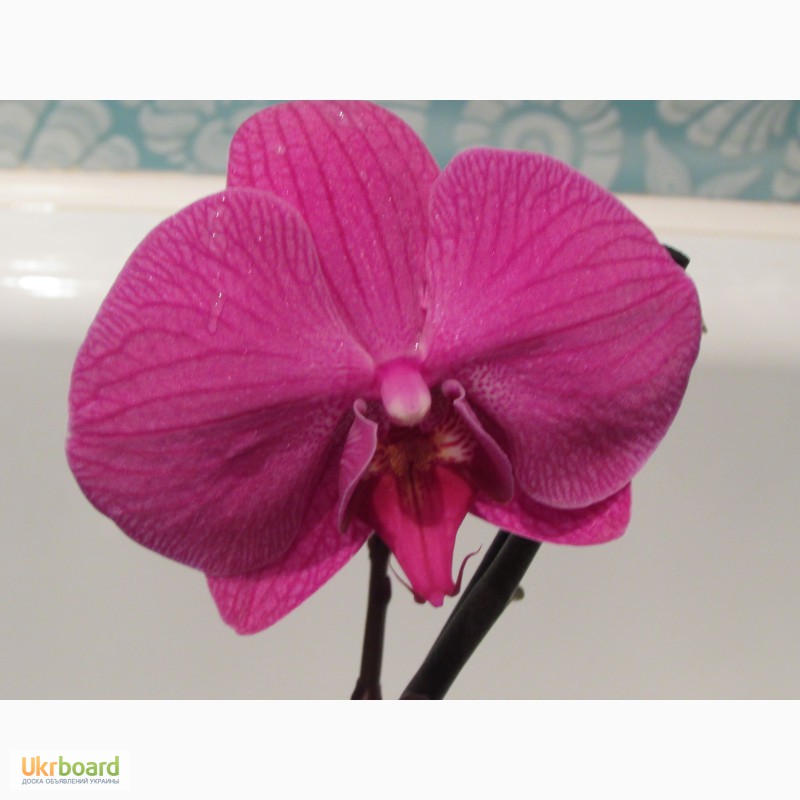 Фото 8. Орхидеи из домашней коллекции.