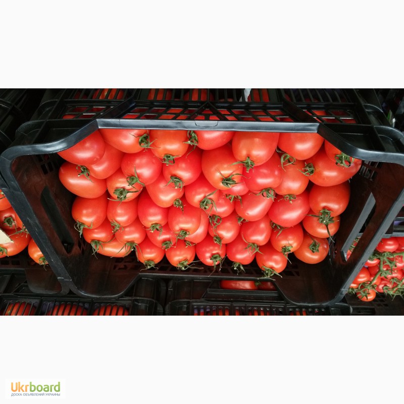 Фото 16. Продаем томаты, помидоры, чери из Испании