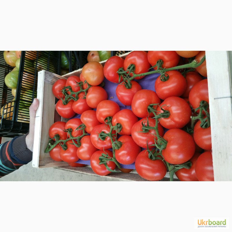 Фото 17. Продаем томаты, помидоры, чери из Испании