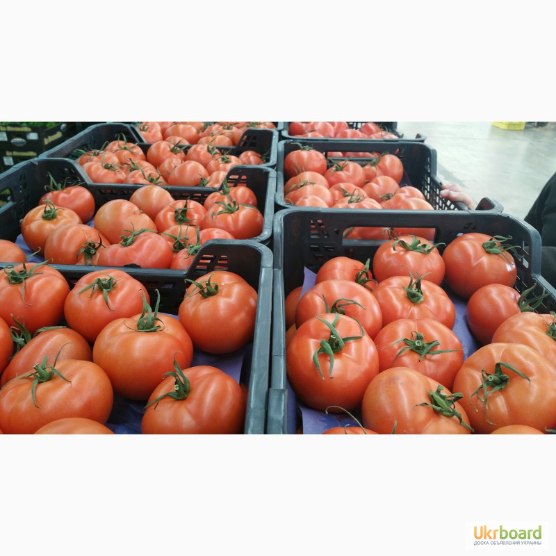 Фото 19. Продаем томаты, помидоры, чери из Испании