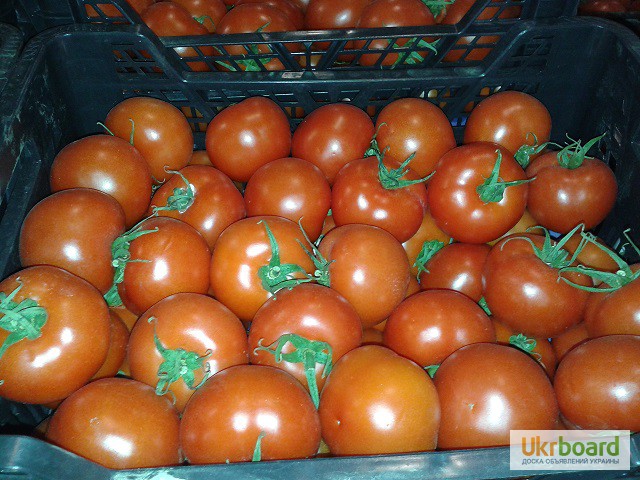 Фото 20. Продаем томаты, помидоры, чери из Испании