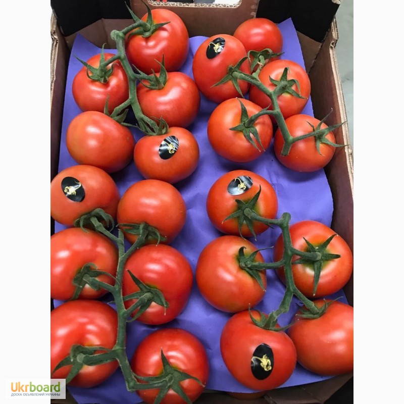 Фото 2. Продаем томаты, помидоры, чери из Испании