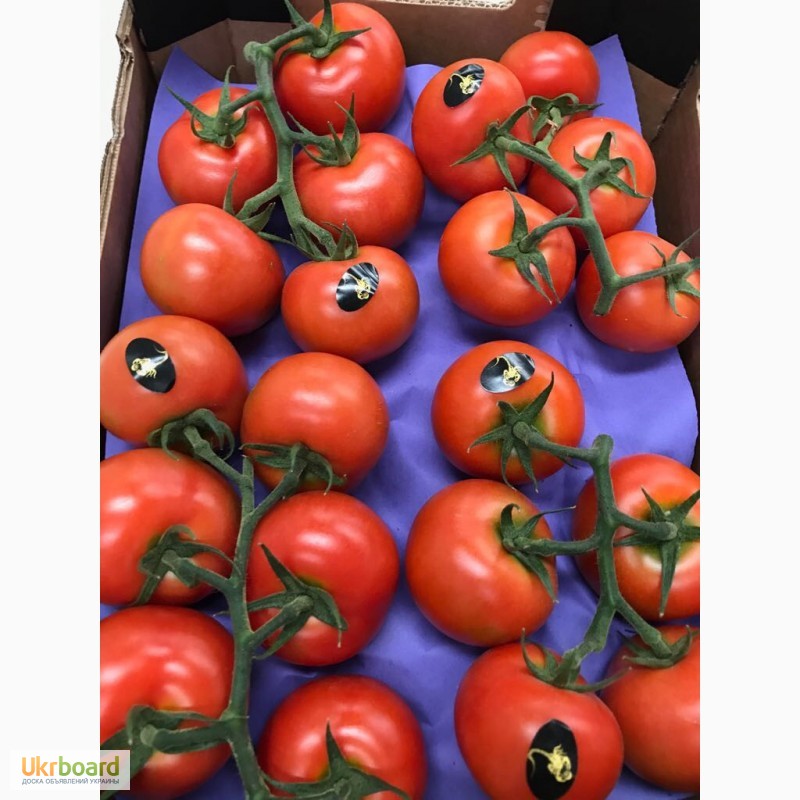 Фото 4. Продаем томаты, помидоры, чери из Испании