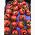 Продаем томаты, помидоры, чери из Испании