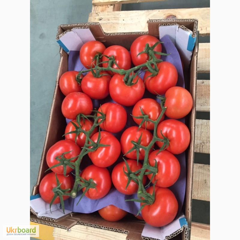 Фото 7. Продаем томаты, помидоры, чери из Испании