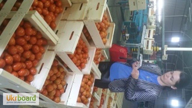 Фото 11. Продаем томаты, помидоры, чери из Испании
