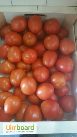 Фото 14. Продаем томаты, помидоры, чери из Испании