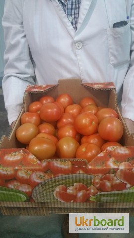 Фото 15. Продаем томаты, помидоры, чери из Испании