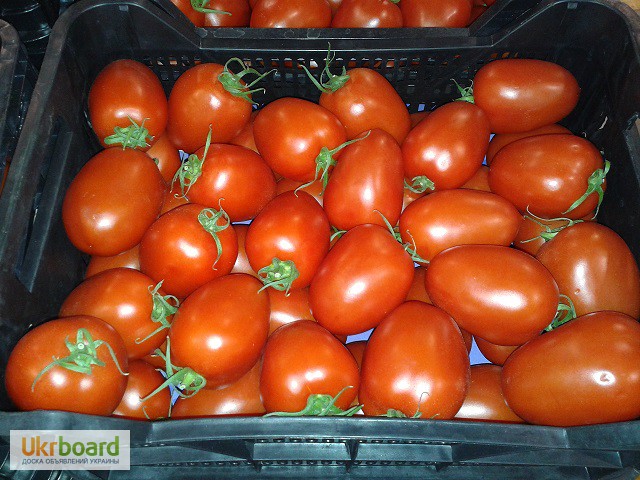 Фото 12. Продаем томаты, помидоры, чери из Испании