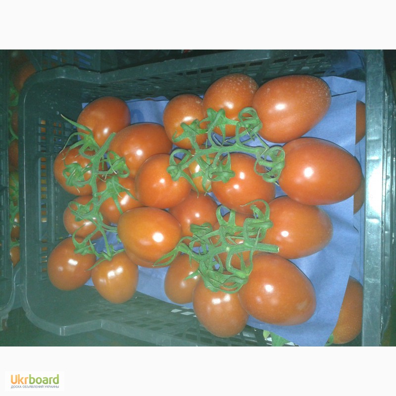 Фото 13. Продаем томаты, помидоры, чери из Испании