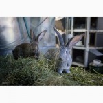 Продаю на племя кроликов породы Бельгийский Великан (Фландр, Ризен)