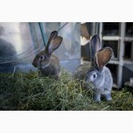 Продаю на племя кроликов породы Бельгийский Великан (Фландр, Ризен)