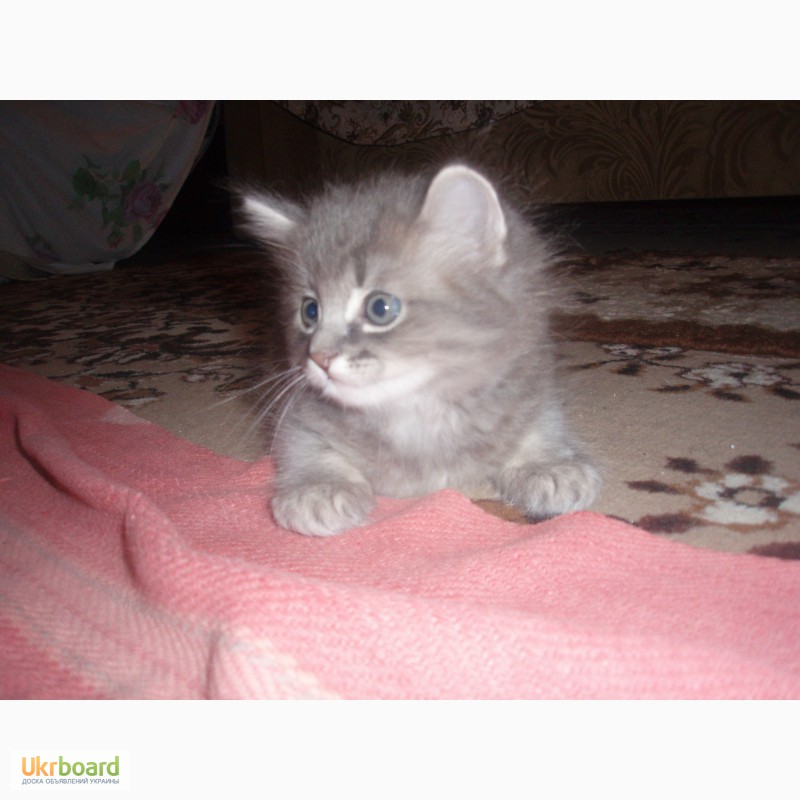 Фото 2. Продам сибирских котят