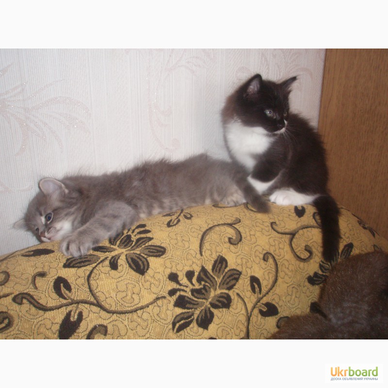 Фото 3. Продам сибирских котят