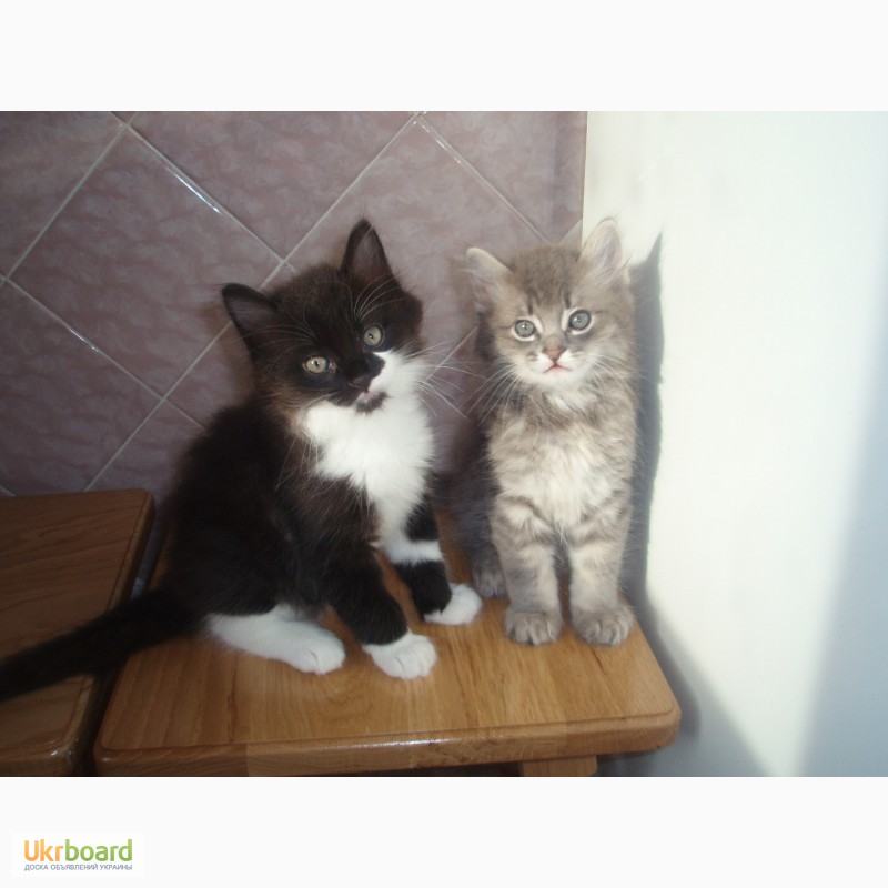 Фото 4. Продам сибирских котят