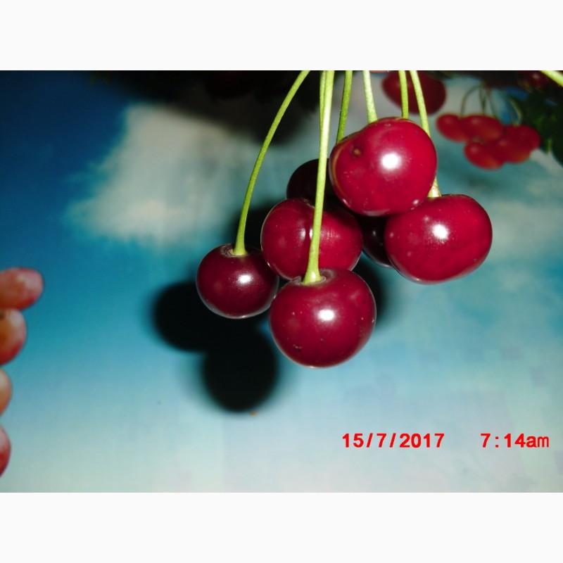 Фото 6. Продам однорічні саджанці вишні