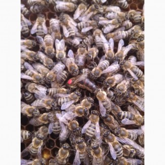 Пчеломатки, Бджоломатки