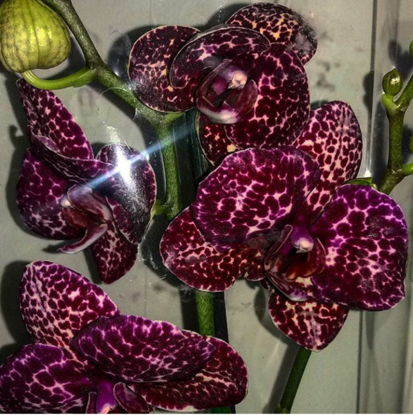 Орхидея Дикий Кот сортовая