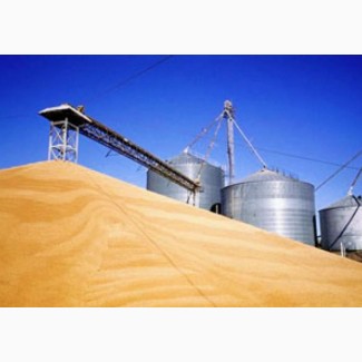 Экспортируем зерновые- ячмень, пшеница, соя
