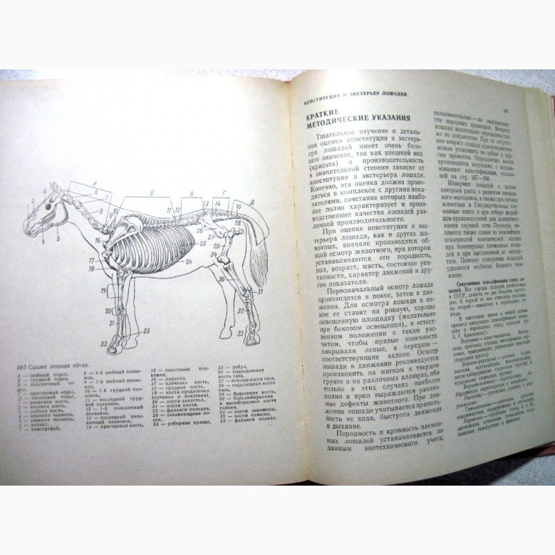 Фото 10. Альбом по конституции и экстерьеру сельскохозяйственных животных свиней овец лошадей 1972