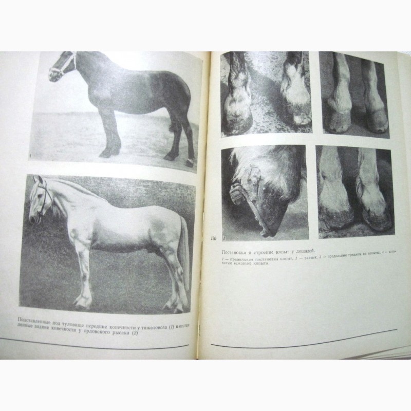 Фото 15. Альбом по конституции и экстерьеру сельскохозяйственных животных свиней овец лошадей 1972