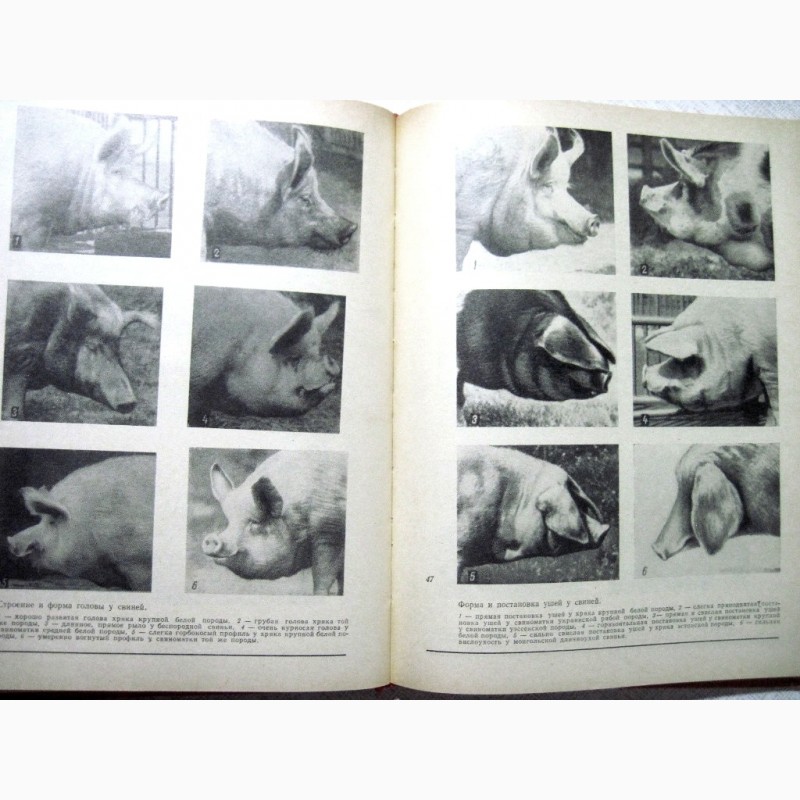 Фото 6. Альбом по конституции и экстерьеру сельскохозяйственных животных свиней овец лошадей 1972