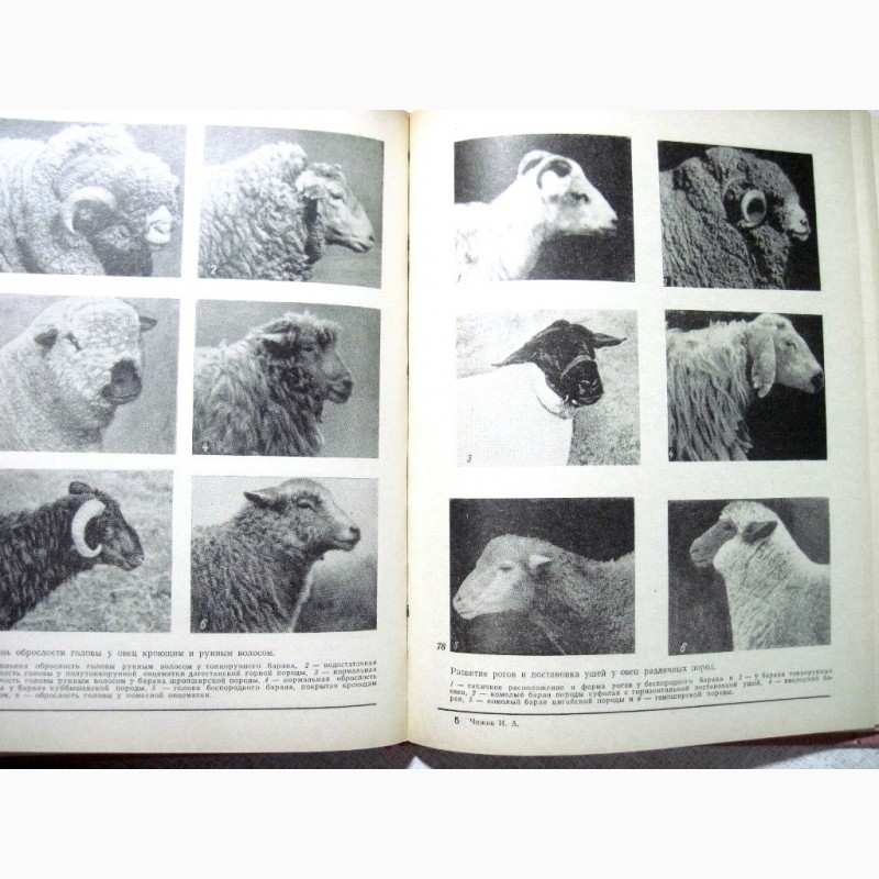Фото 7. Альбом по конституции и экстерьеру сельскохозяйственных животных свиней овец лошадей 1972