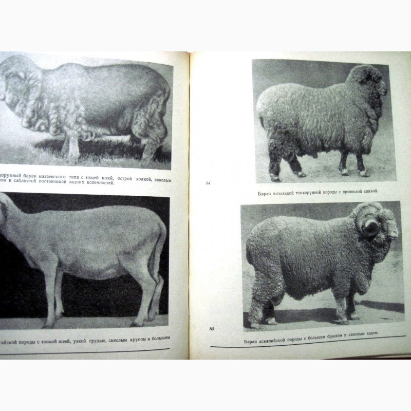 Фото 8. Альбом по конституции и экстерьеру сельскохозяйственных животных свиней овец лошадей 1972