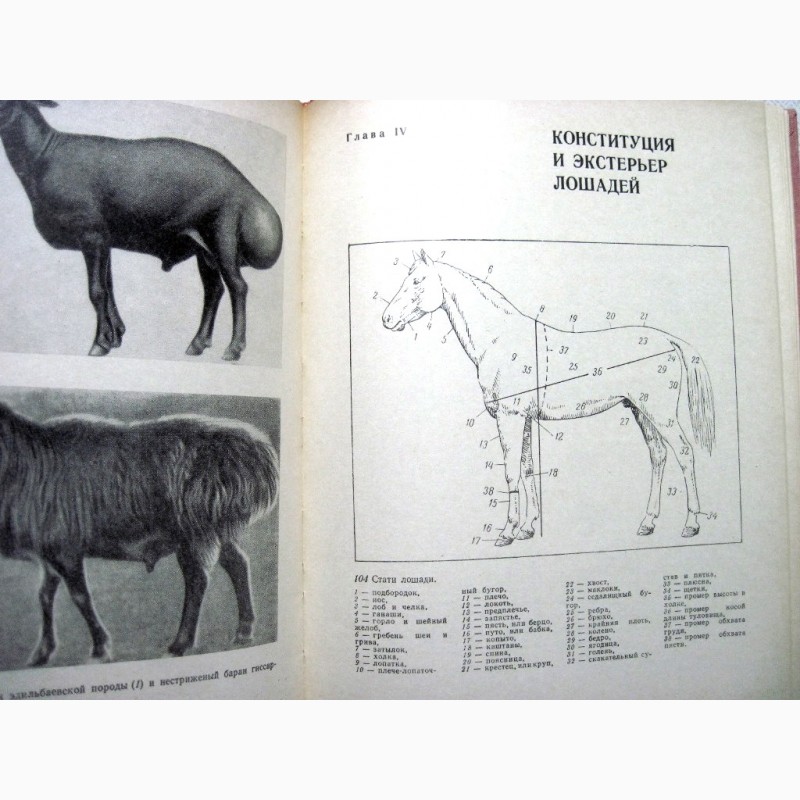 Фото 9. Альбом по конституции и экстерьеру сельскохозяйственных животных свиней овец лошадей 1972