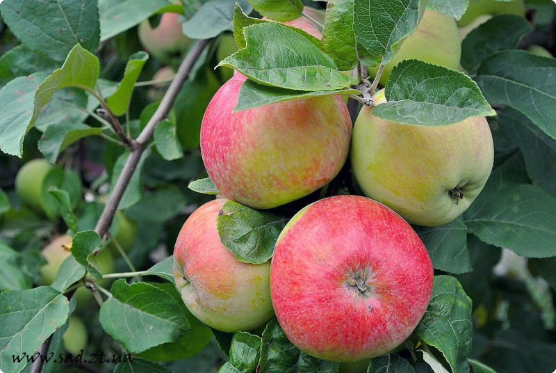 Фото 2. Продаж саджанців яблук з власного розсадника