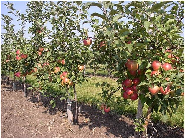 Фото 3. Продаж саджанців яблук з власного розсадника
