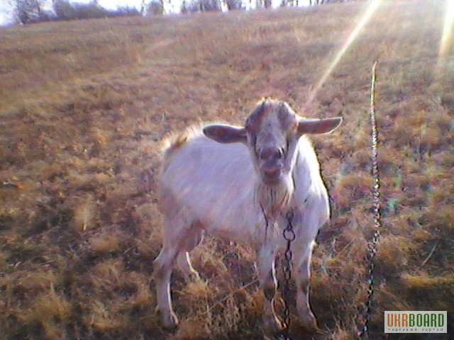 Фото 2. Продам козла зааненского и козочек от него (от обычных коз)