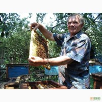 Продам бджолопакети КАВКАЗЬКОЇ і карпатської породи 50шт