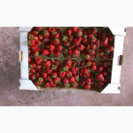 Продам клубнику ягоды