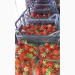 Продам клубнику ягоды