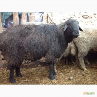 Продаю овец породы тексель и эдильбай